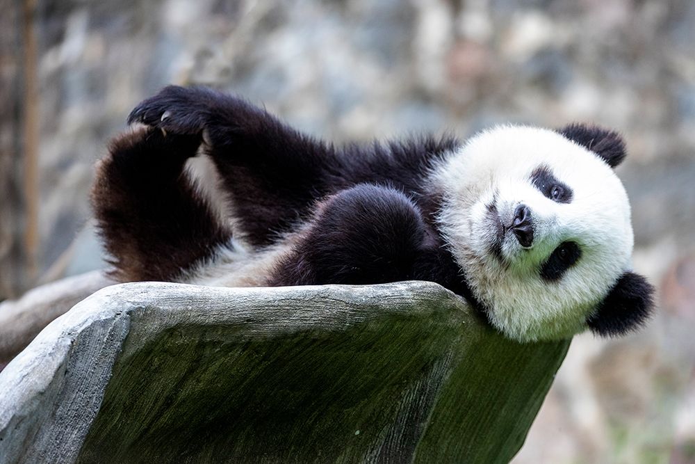 Asia-China-Sichuan Province-Mt Qincheng Town-Giant Panda